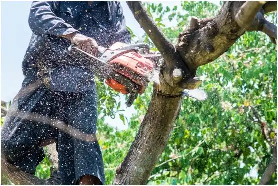 tree services Seagoville